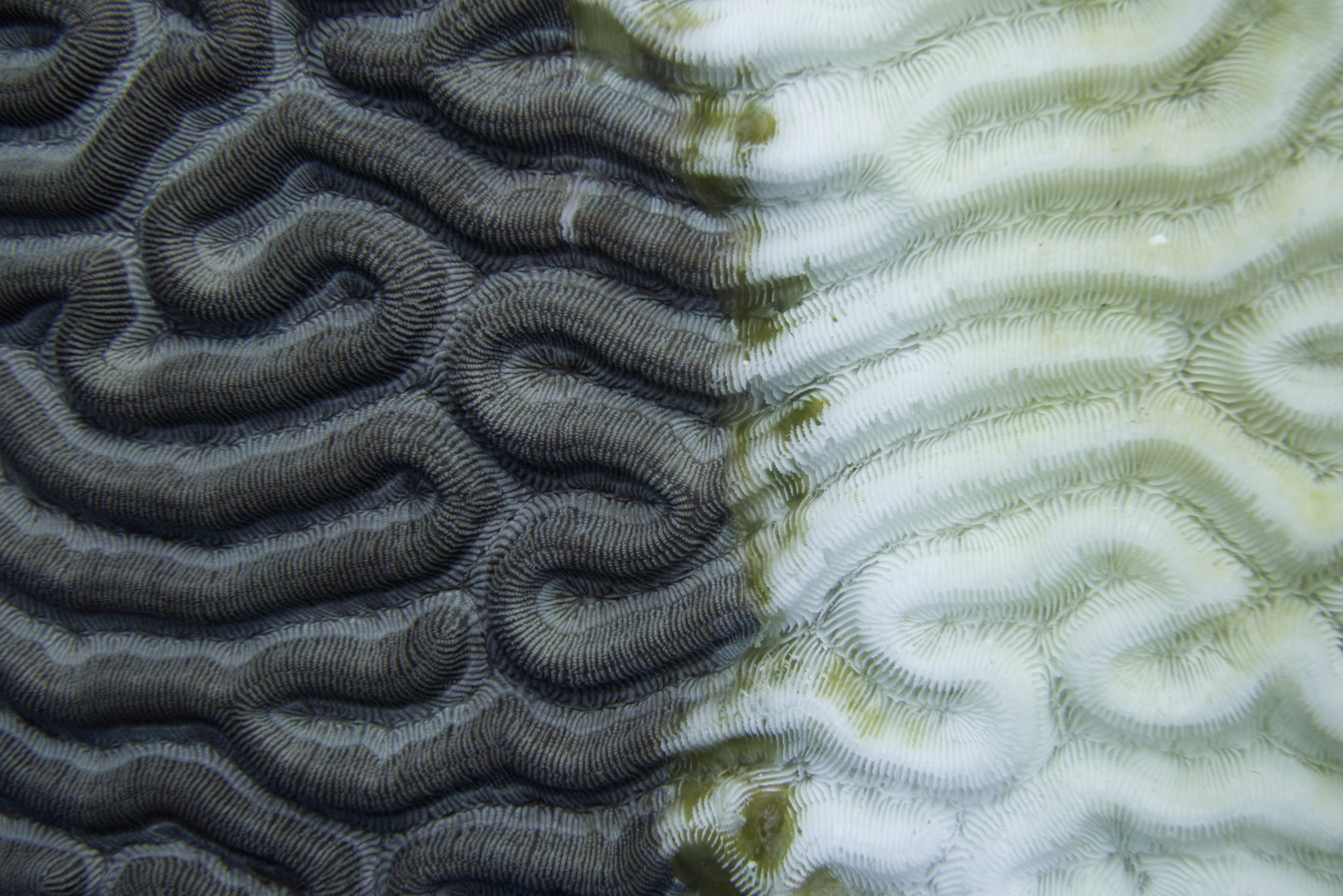 Coral reef in Bonaire