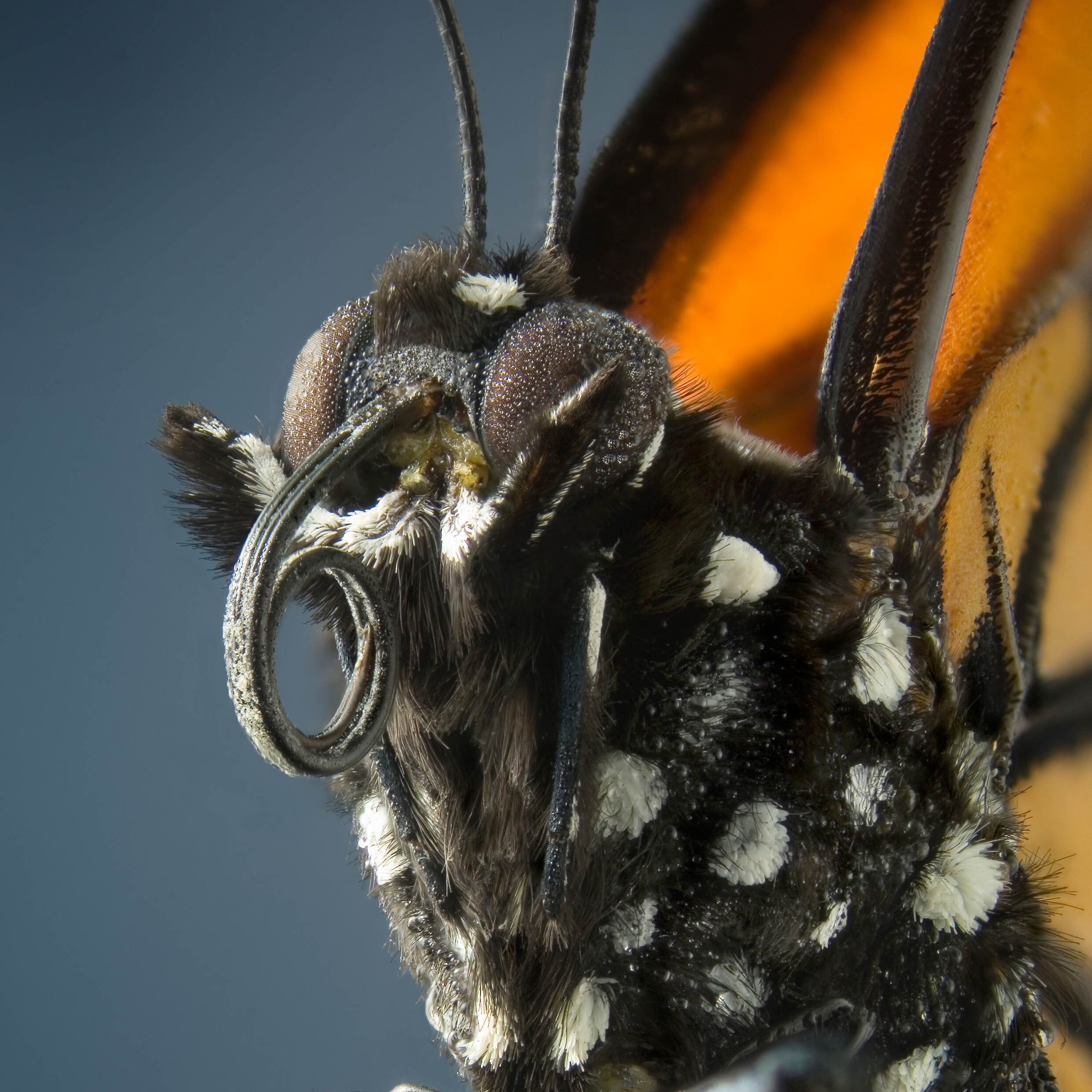 Selection from the media I procured for the exhibit design, here showing the Monarch Butterfly in an intimate profile.