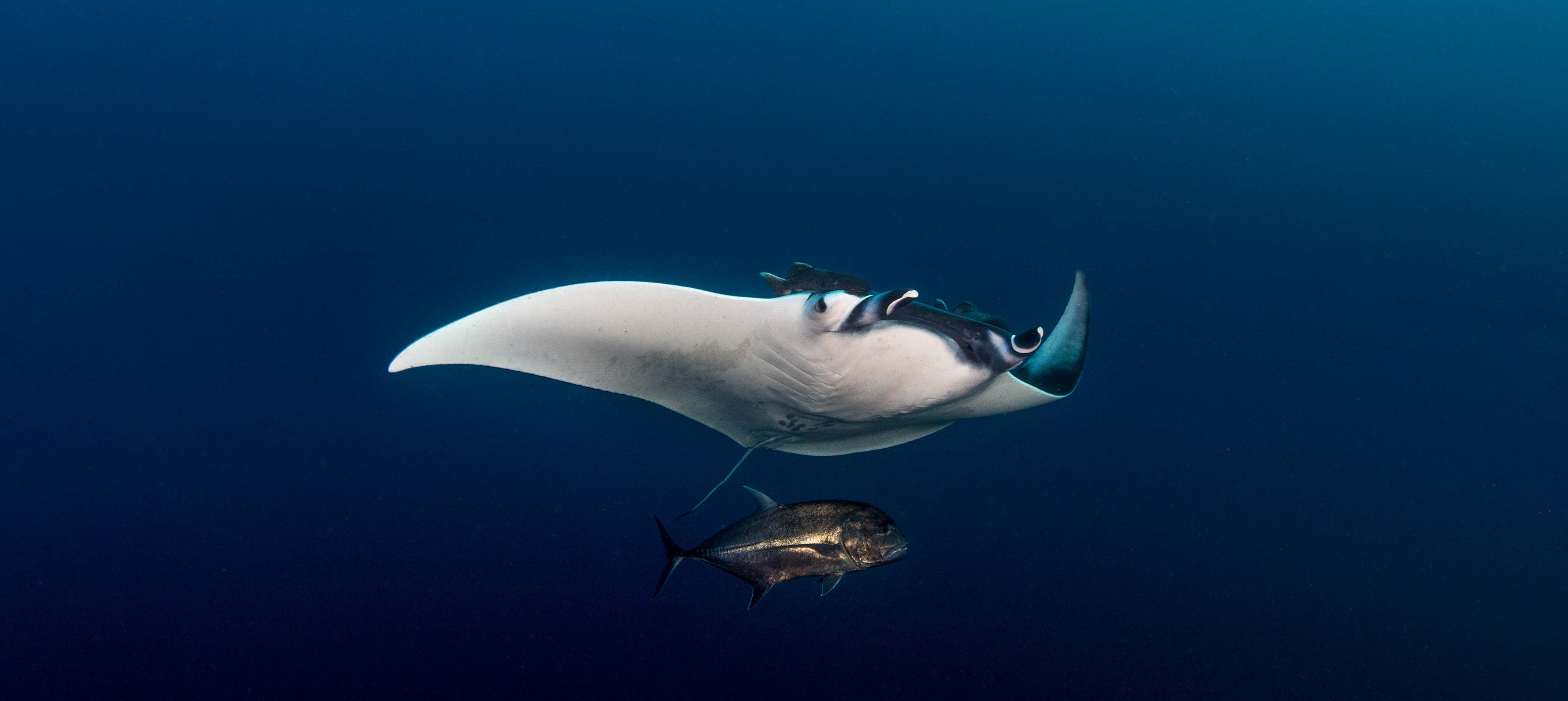 This iconic and charismatic species inspires conservation efforts