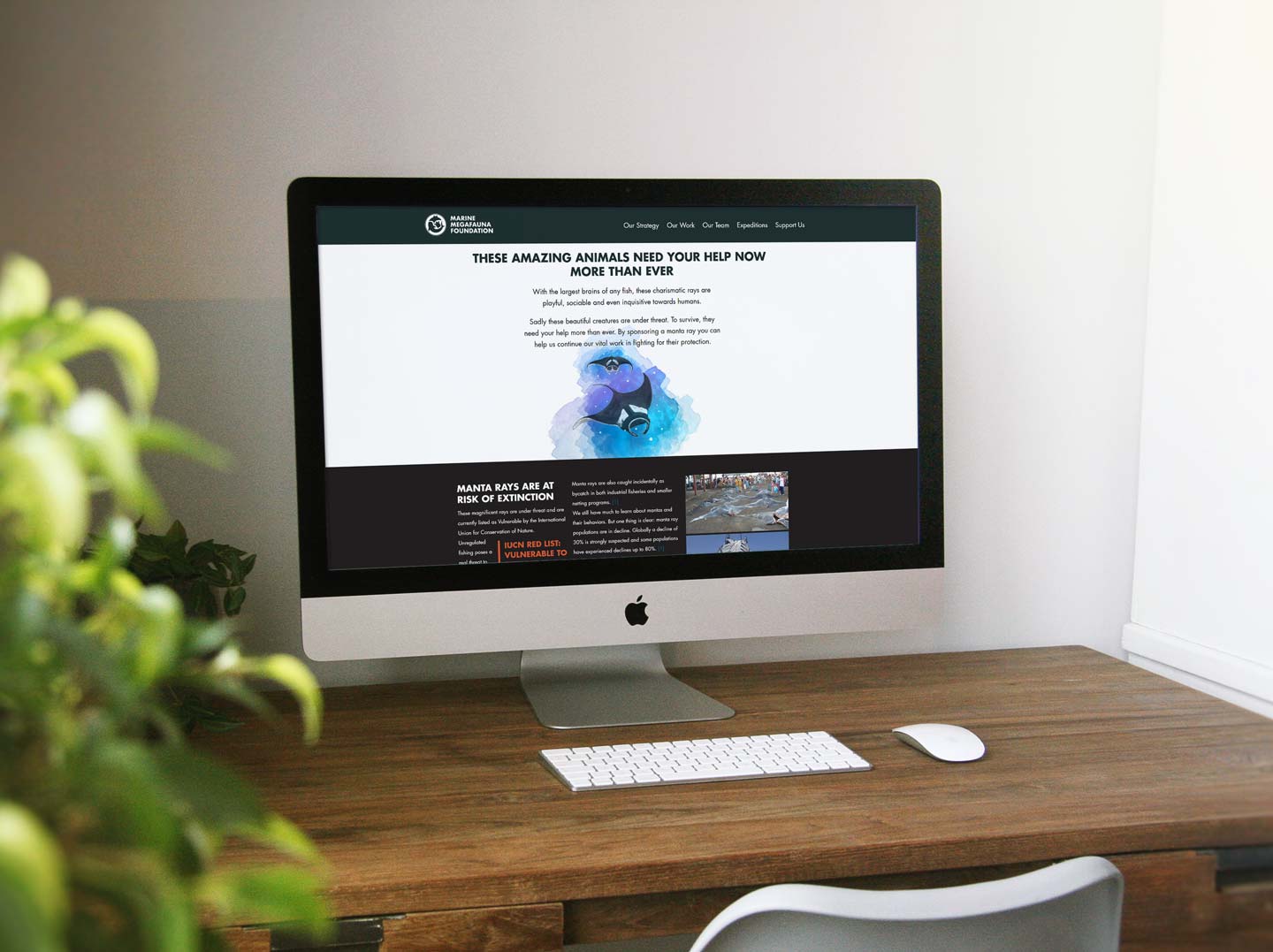 A mac desktop showing the Manta Ray Sponsorship program website.
