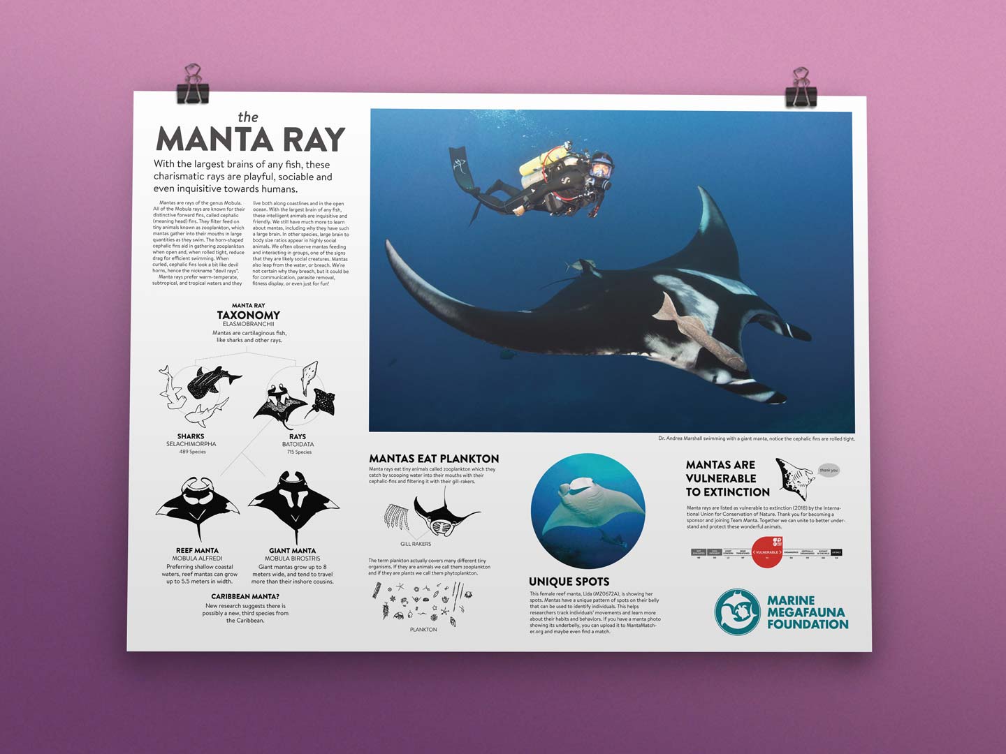 Luckily with an organization like MMF, it's easy to show people their money is helping to protect and understand these wonderful creatures. Three, I wanted people to connect personally with the mantas.