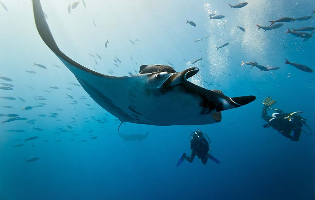 Mantas for the masses.